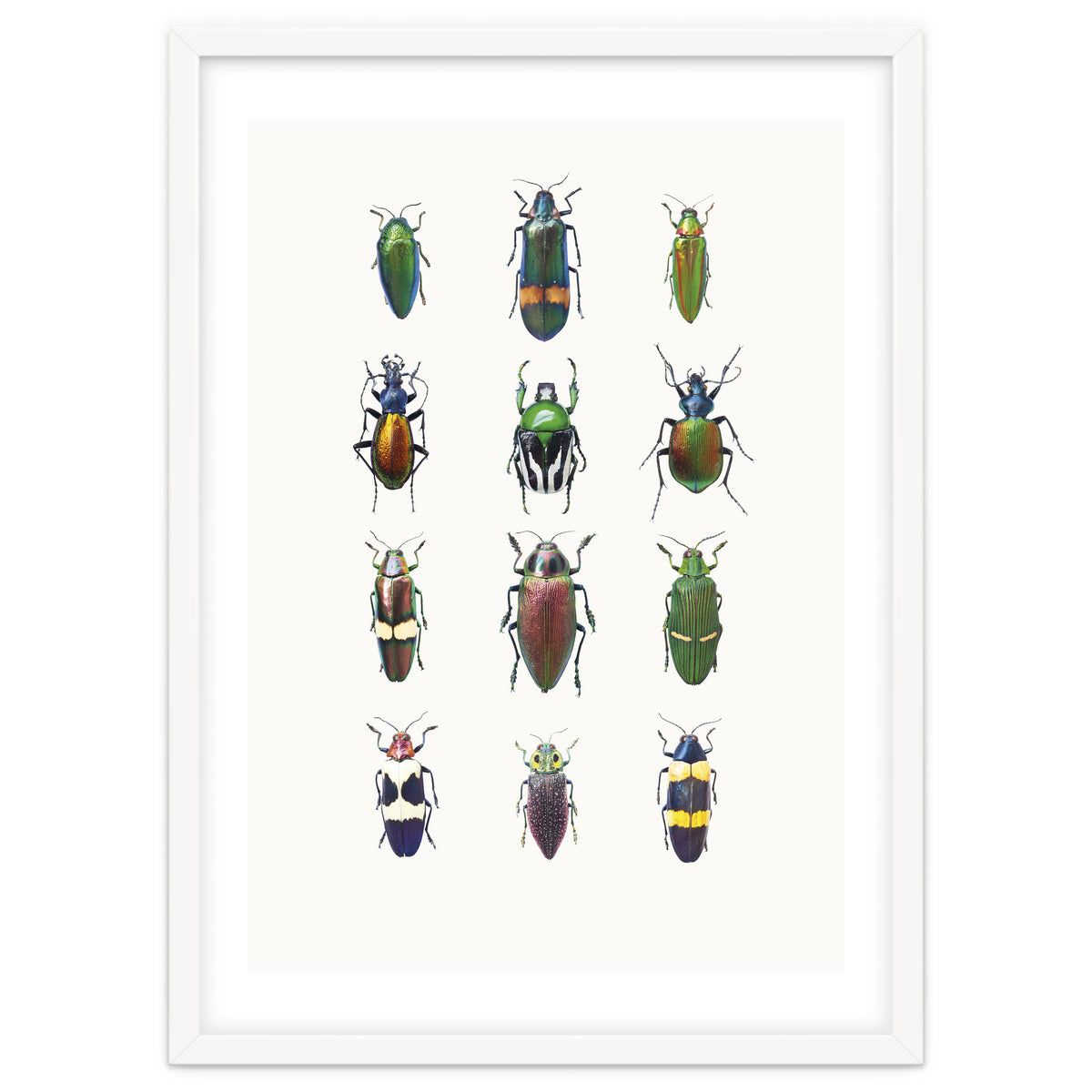 Cc Insects 03