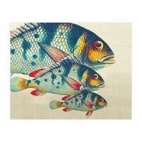 Fish Classic Designs 3 (Print Only)