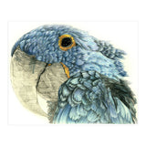 Blue Parrot (Print Only) thumbnail