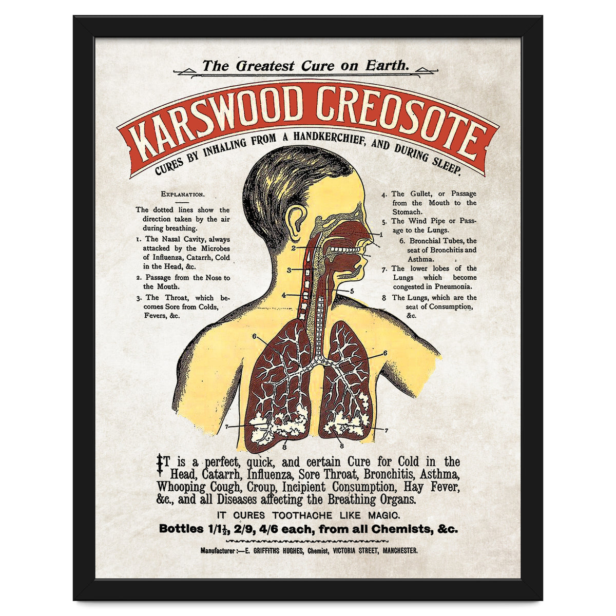 anatomy digestive system poster