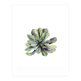 Botanical Illustration Succulent (Print Only) thumbnail