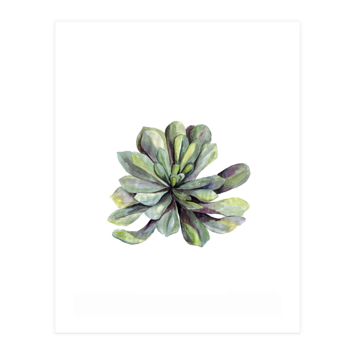 Botanical Illustration Succulent (Print Only)