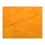 Autumn Leaf (Print Only) thumbnail