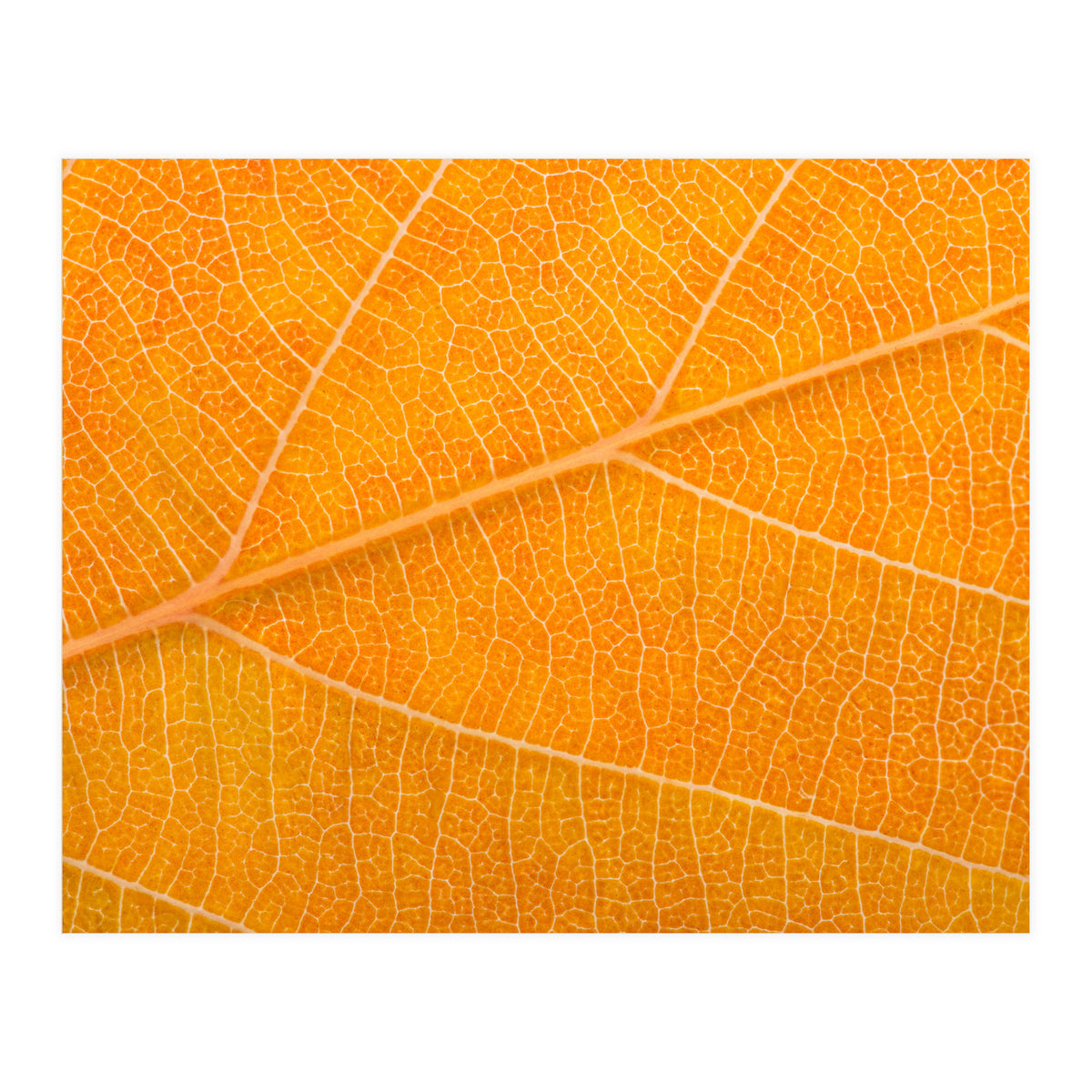 Autumn Leaf (Print Only)
