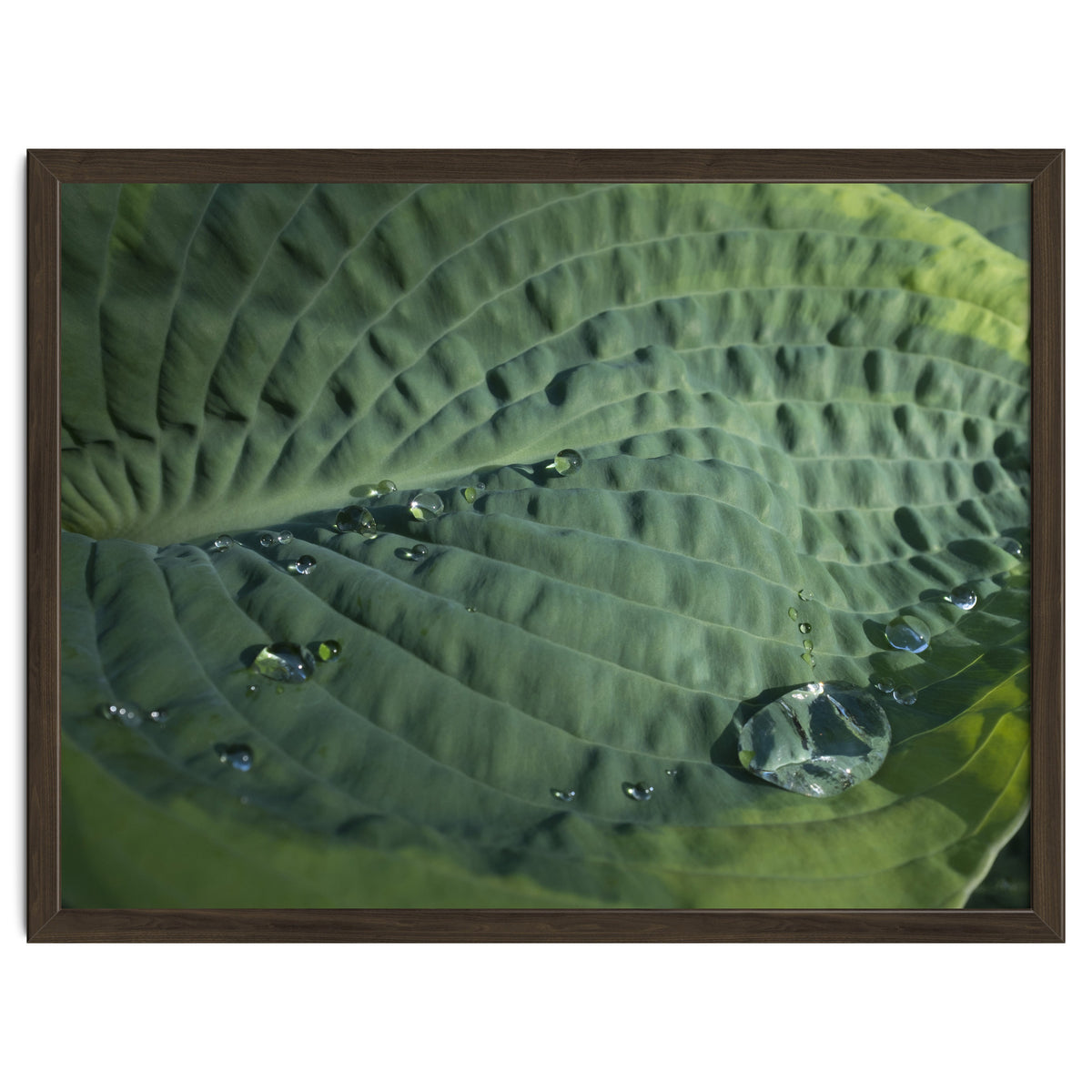 Hosta With Raindrops