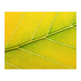 Autumn Leaf (Print Only) thumbnail