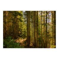 Cascade Trail (Print Only)