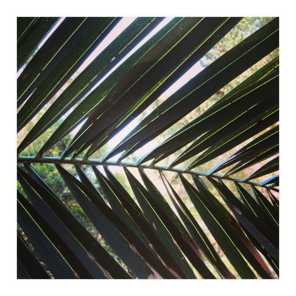 Palm leaf (Print Only)
