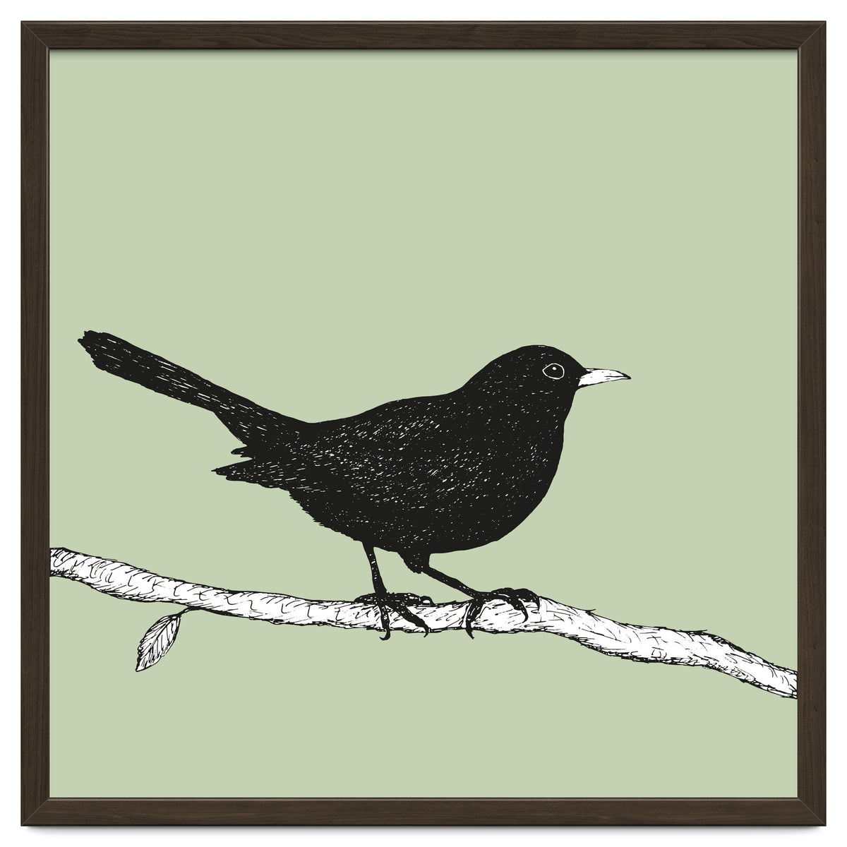 Blackbird pen drawing