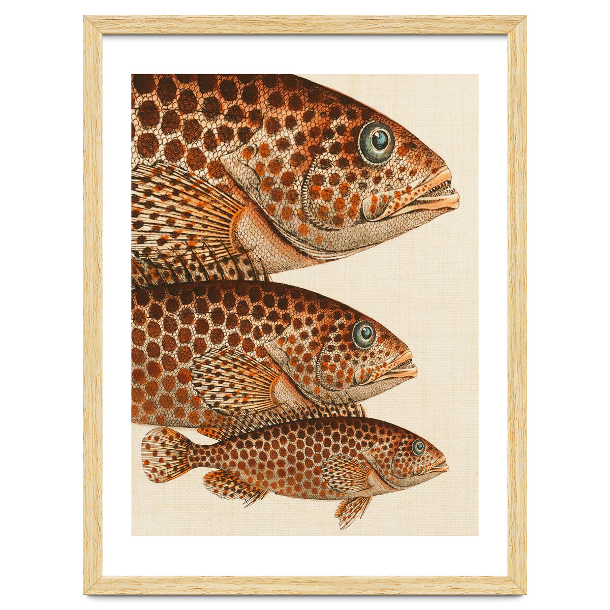 Fish Classic Designs 6