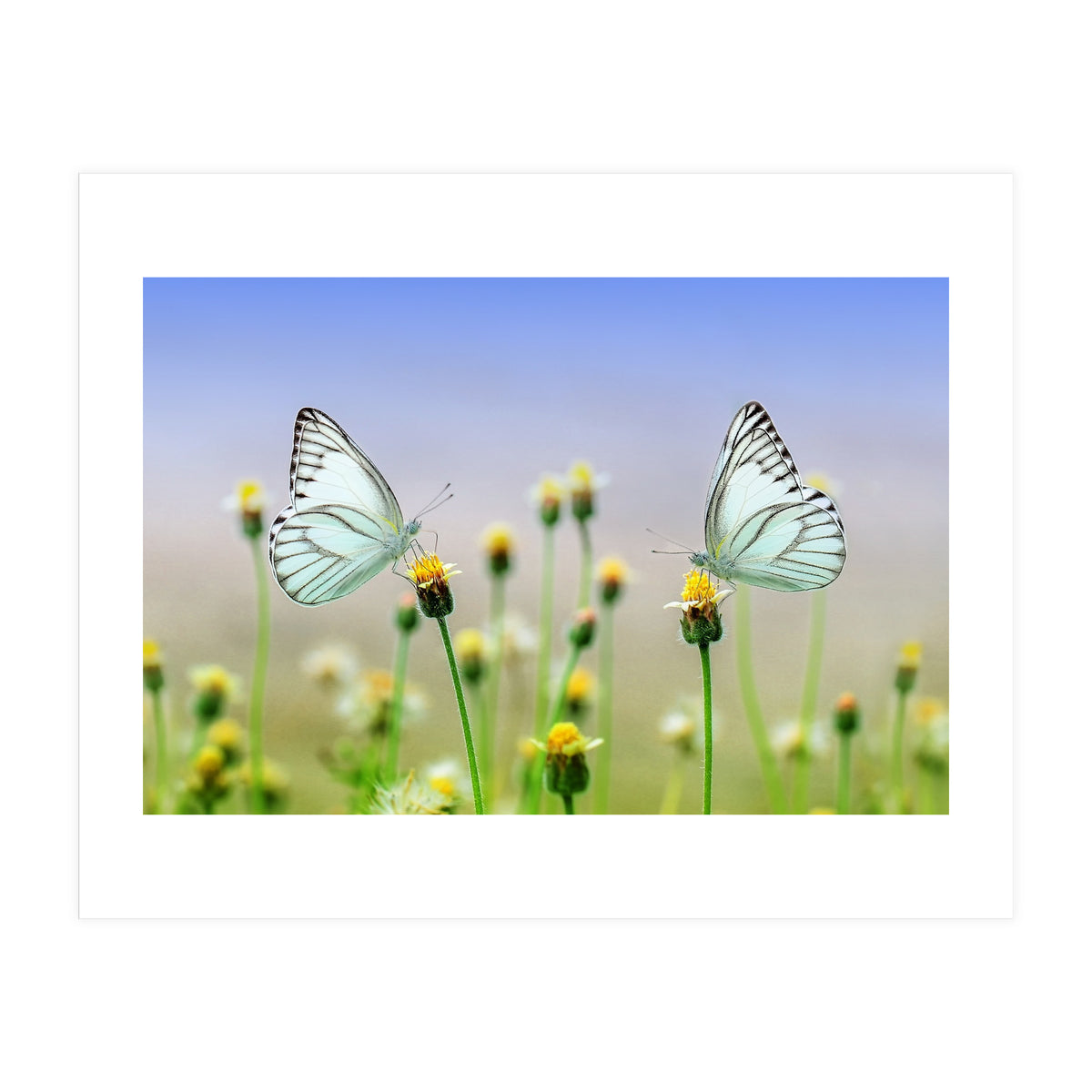 Butterfly (Print Only)