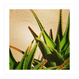 cacti and sunshine (Print Only) thumbnail