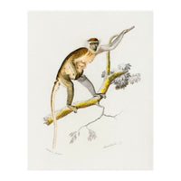 Cercopithecus griseus illustrated (Print Only)