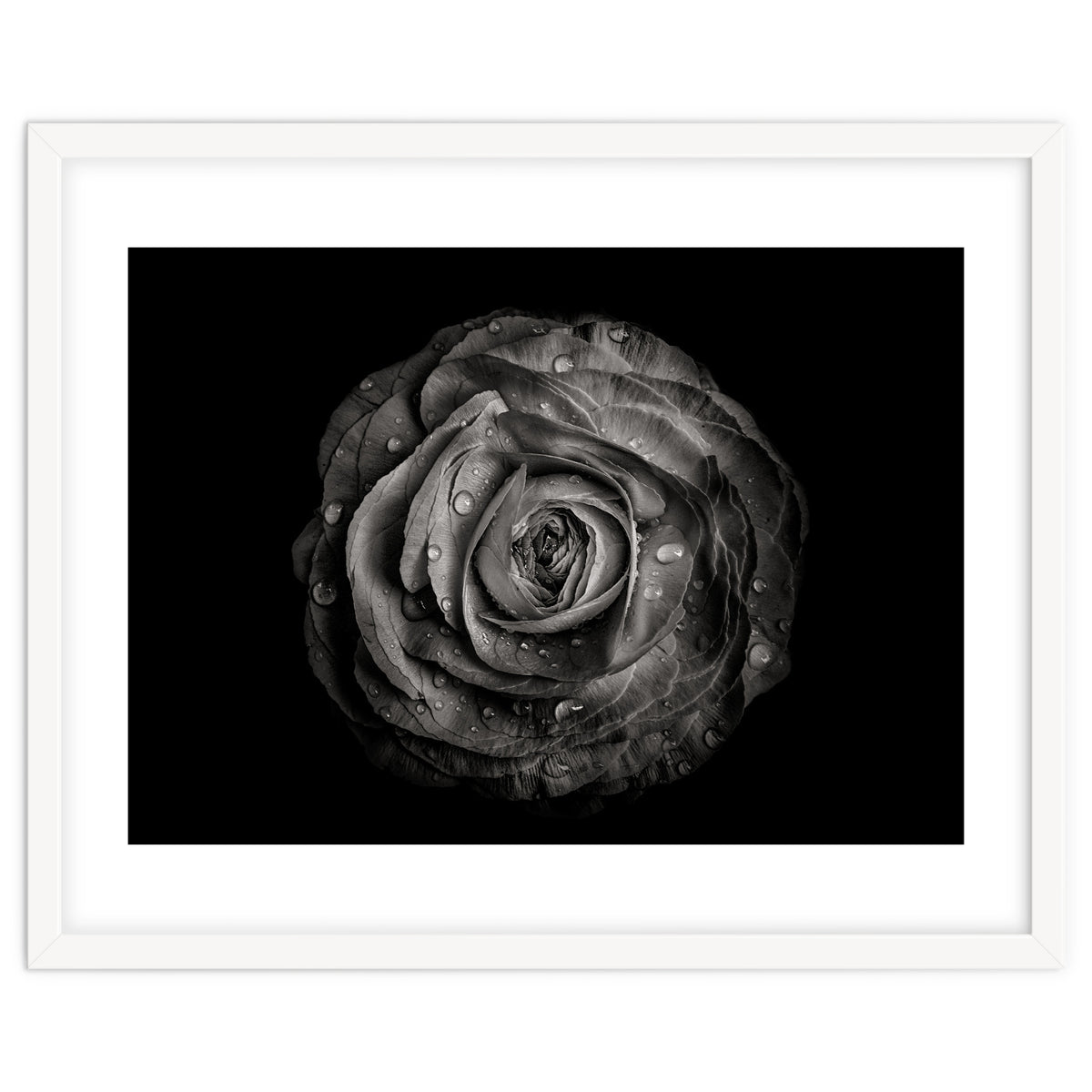 Backyard Flowers In Black And White 72