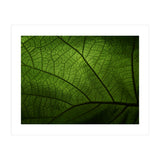 Macro (Print Only) thumbnail