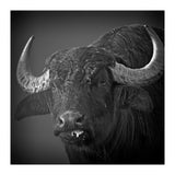 Water buffalo (Print Only) thumbnail