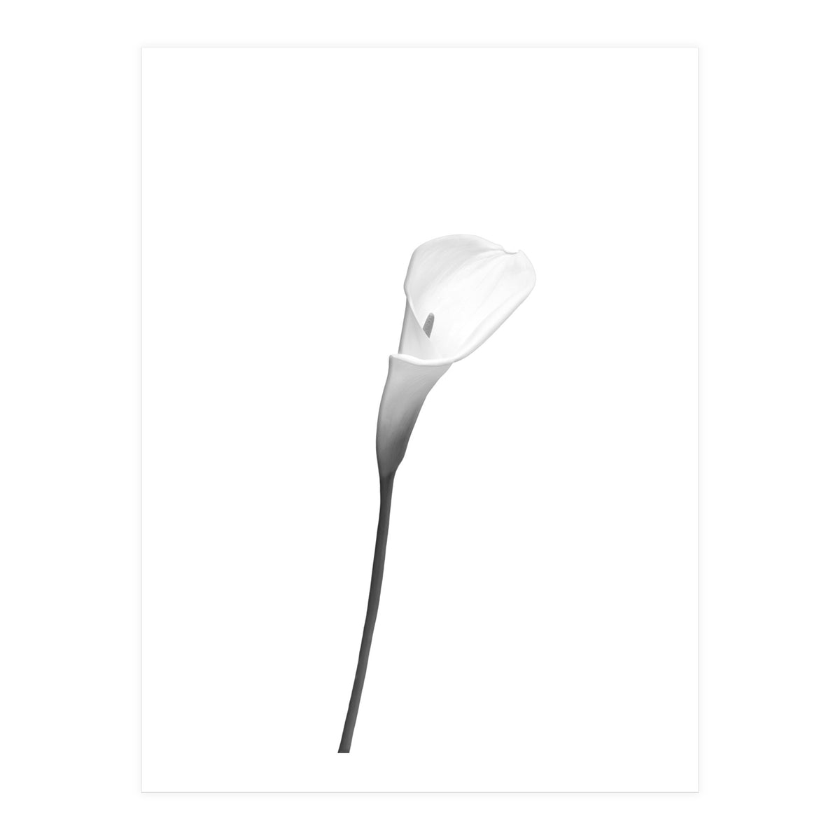 Calla | bright design (Print Only)