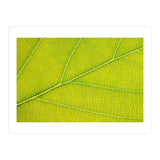 Autumn Leaf (Print Only) thumbnail