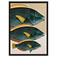 Fish Classic Designs 10