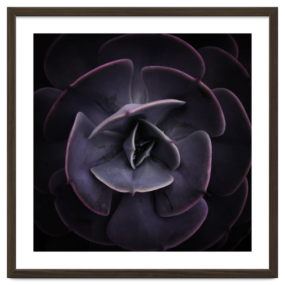 DARKSIDE OF SUCCULENTS VIII