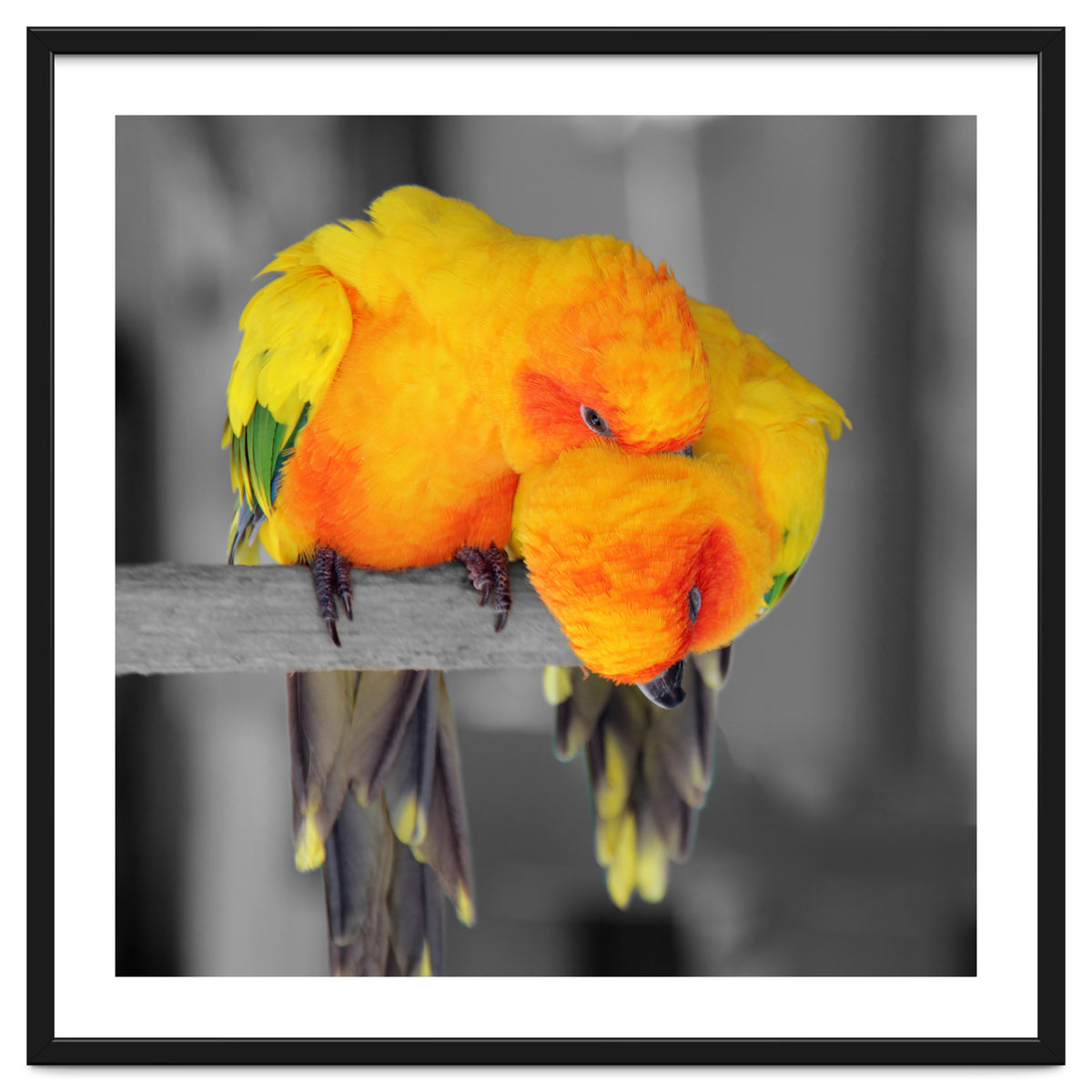 Two sun conures