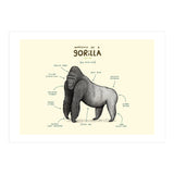 Anatomy of a Gorilla (Print Only) thumbnail