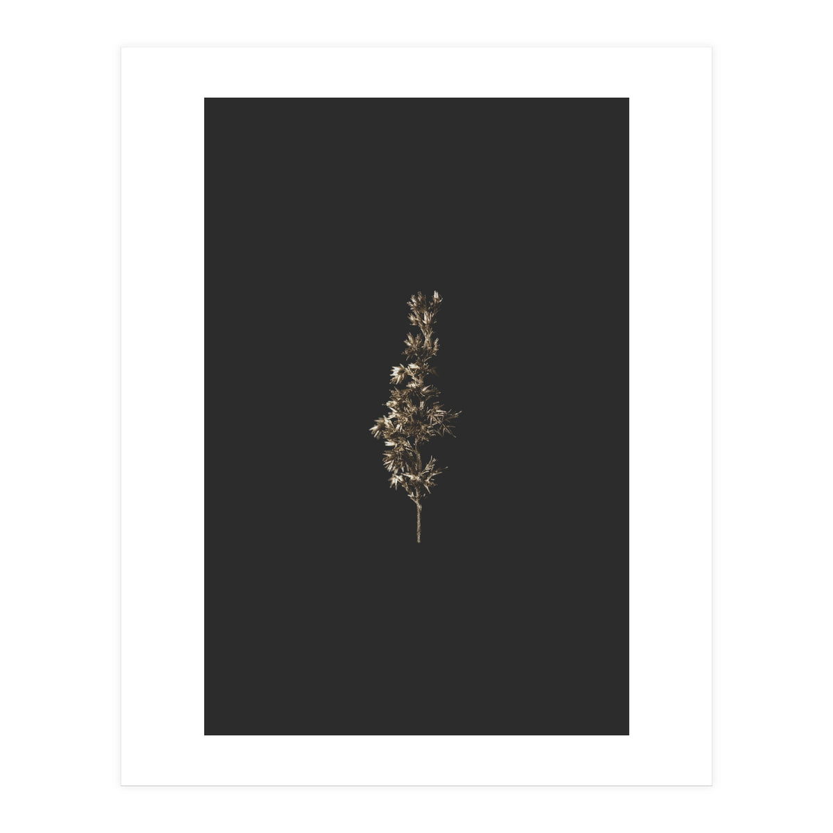 Gold Rush Botanicals (Print Only)