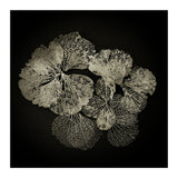 Hydrangea Petals  (Print Only) thumbnail