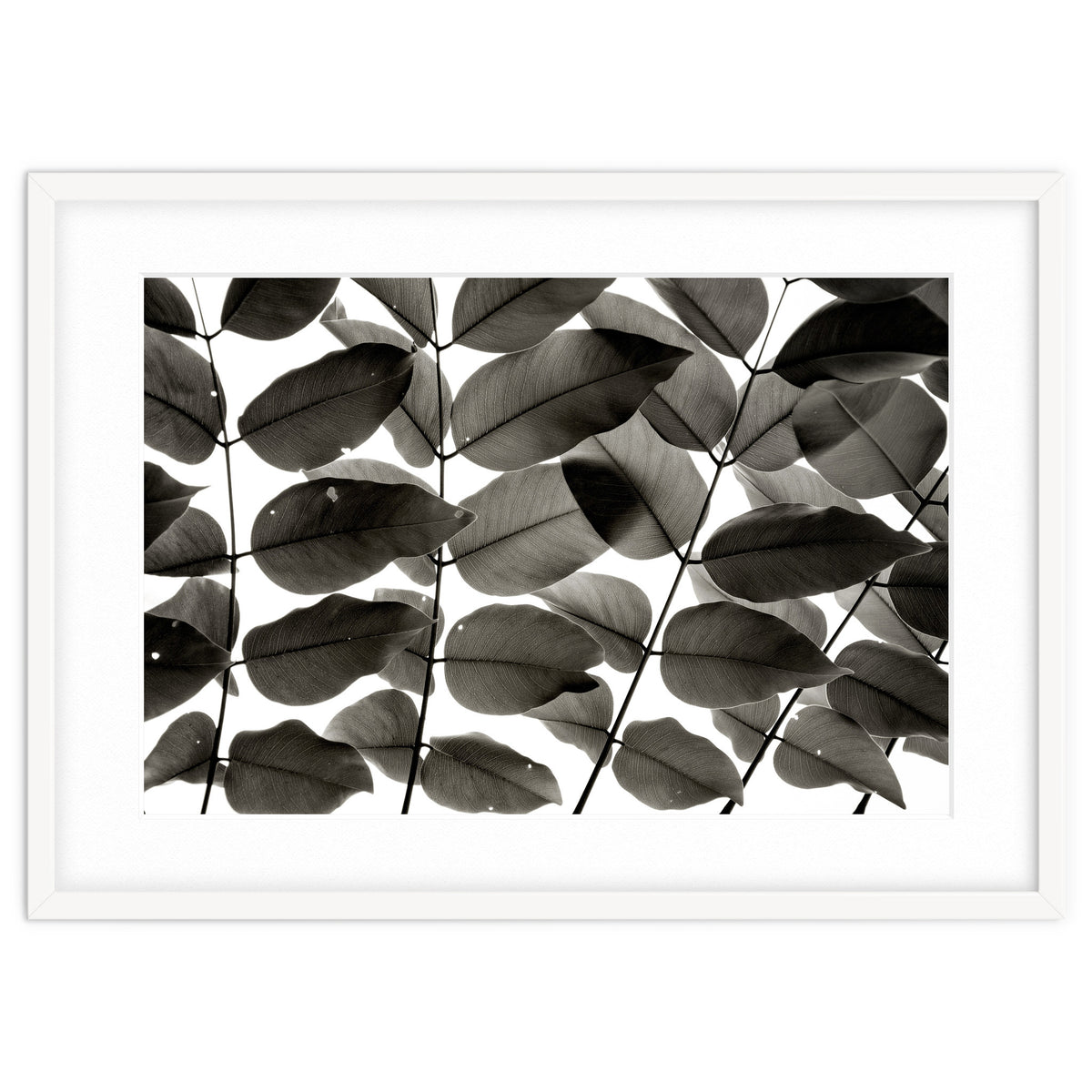 Branches and Leaves I