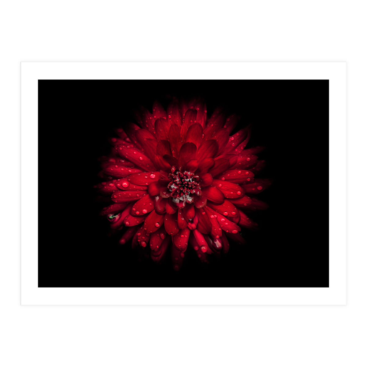 Backyard Flowers 45 Color Version (Print Only)