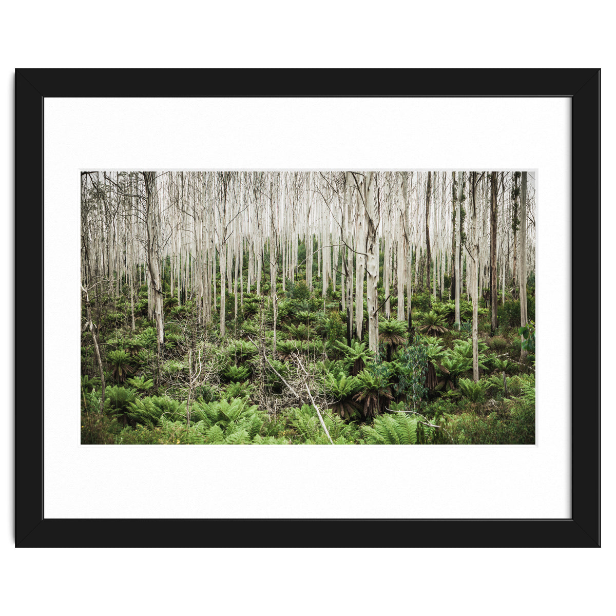 Forest After The Fire