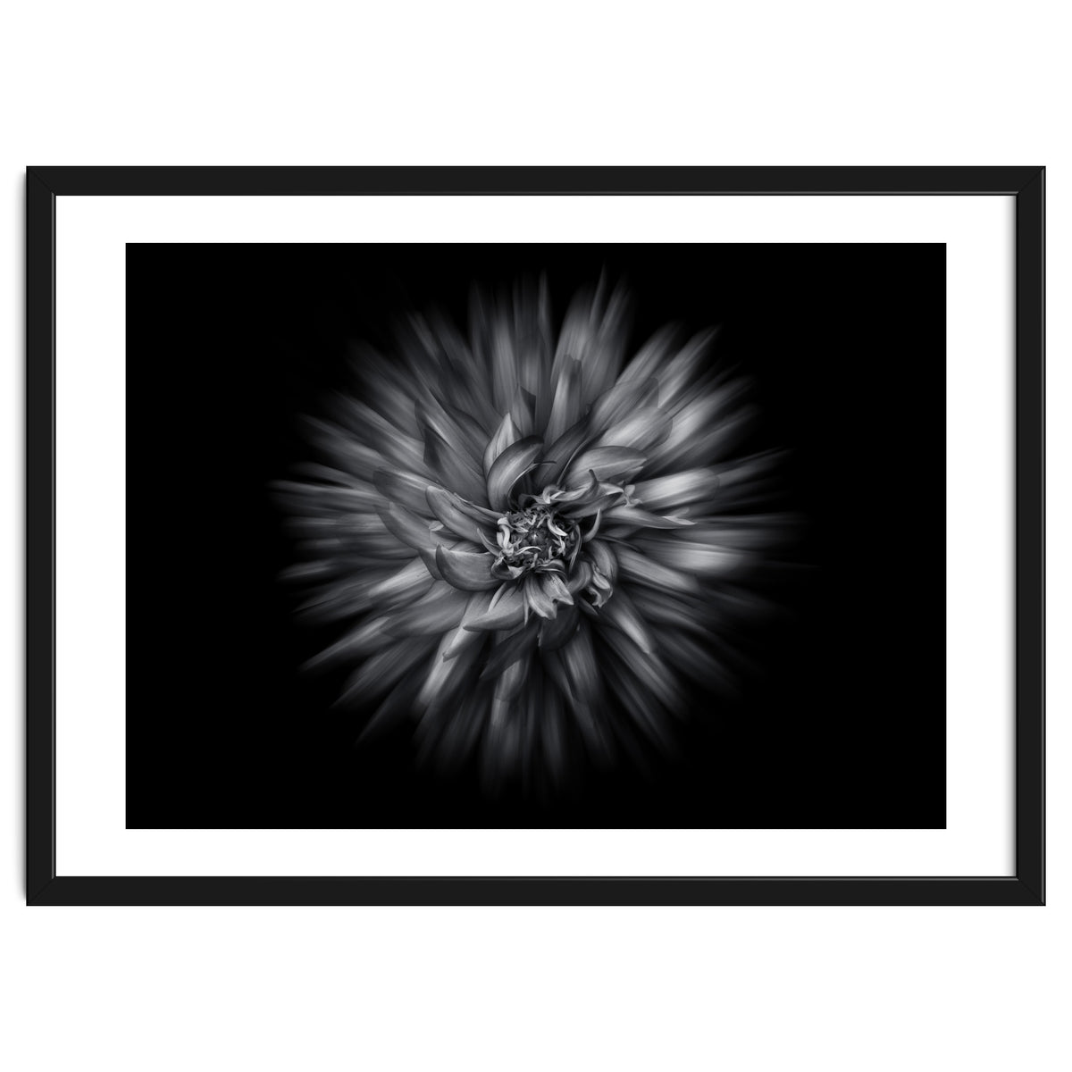 Backyard Flowers In Black And White 20 Flow Version