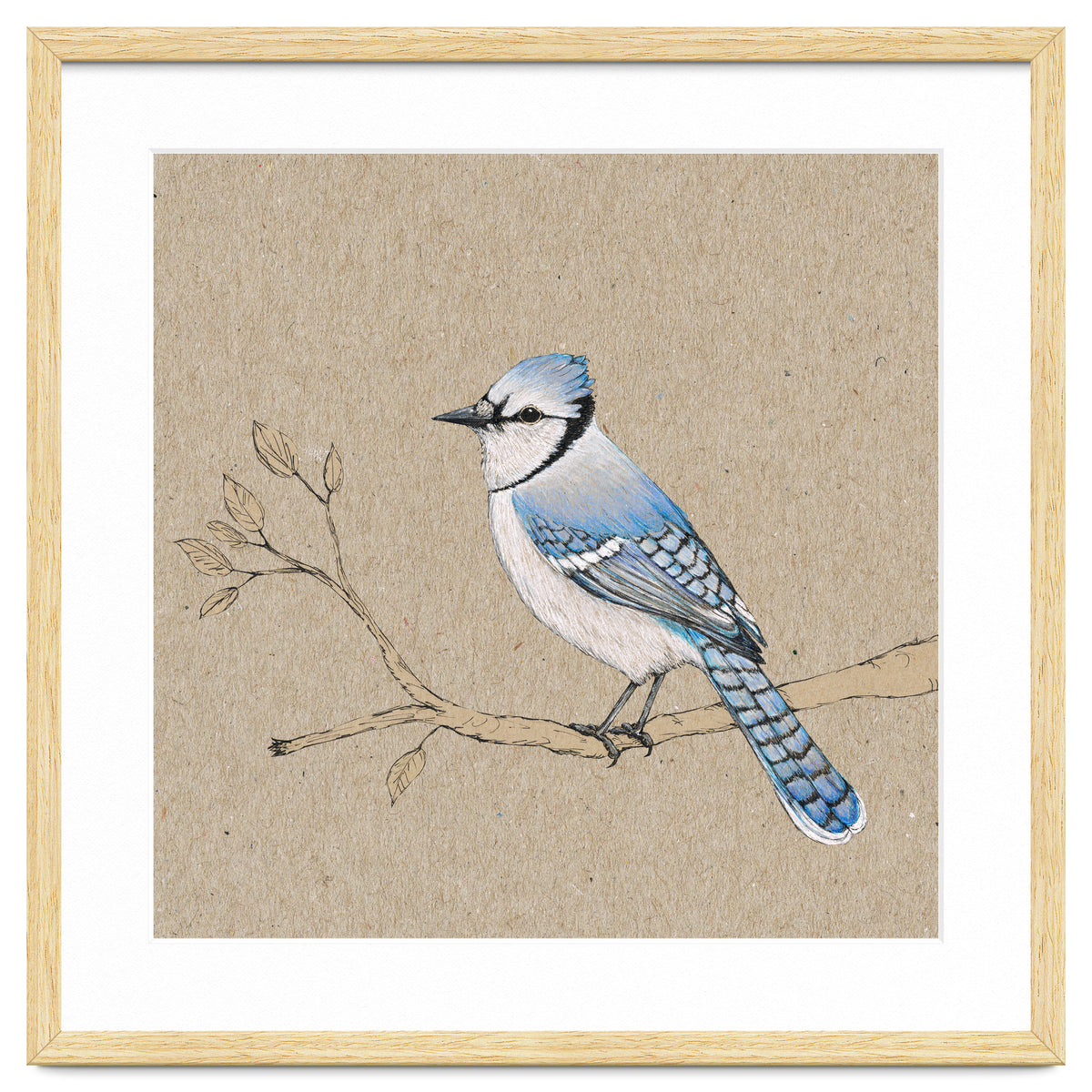 Blue jay