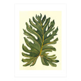 Monstera (Print Only) thumbnail