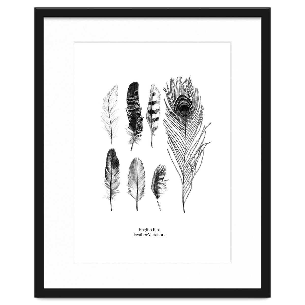 English Feather Variations