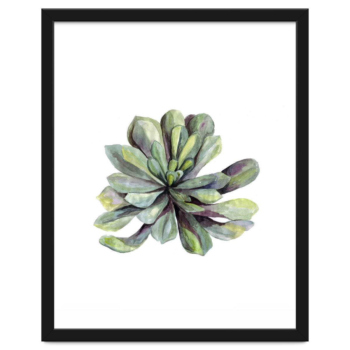 Botanical Illustration Succulent