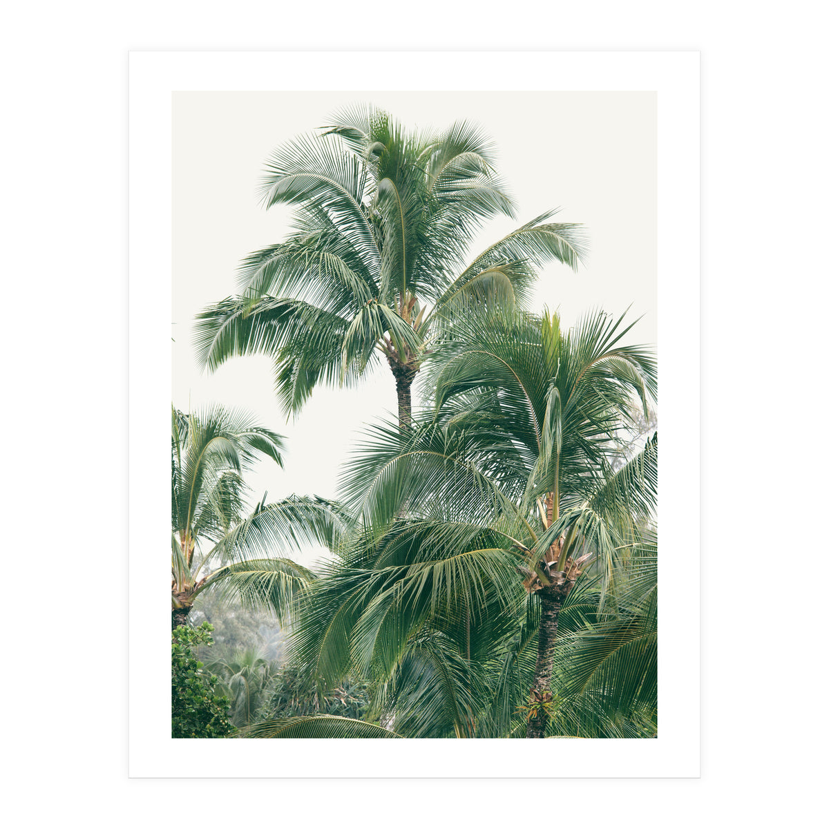 Lush Palm Trees (Print Only)