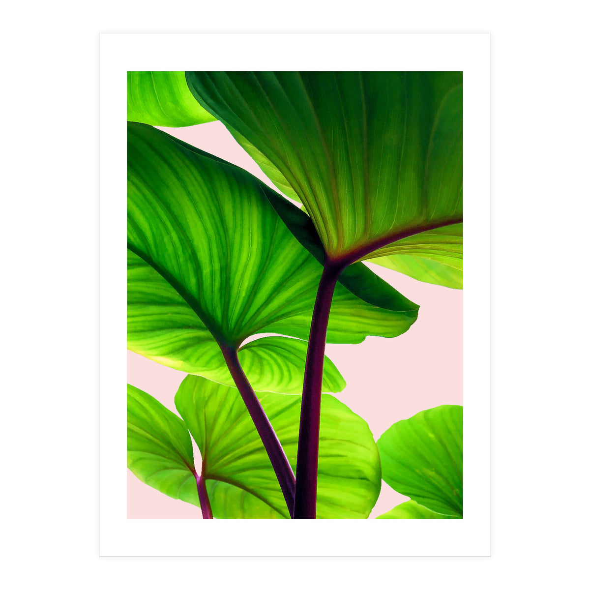 Charming Sequence (Print Only)