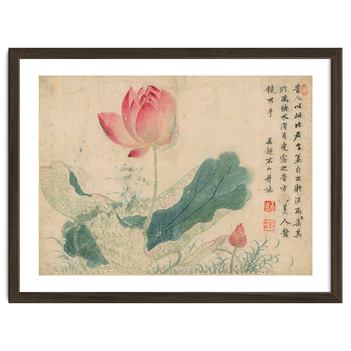 Qing Wangwu Flower album, lotus, lotus leaf, pond, copy of water grass