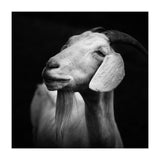 Billy Goat Adam (Print Only) thumbnail
