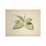 Vintage Ladybirds Illustration (Print Only) thumbnail