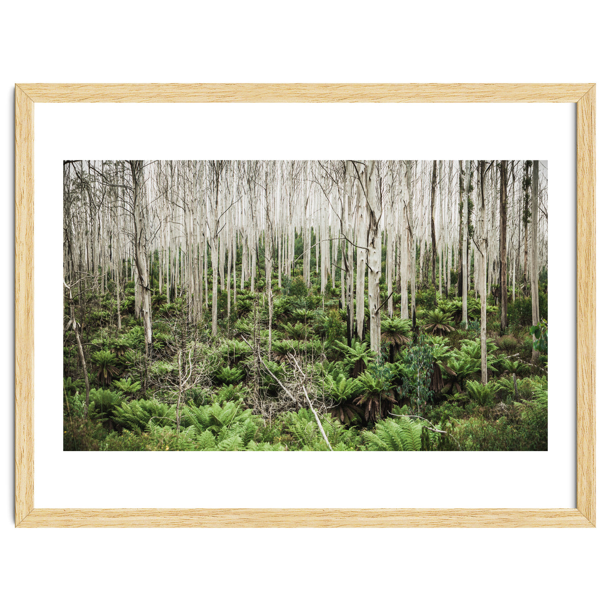 Forest After The Fire