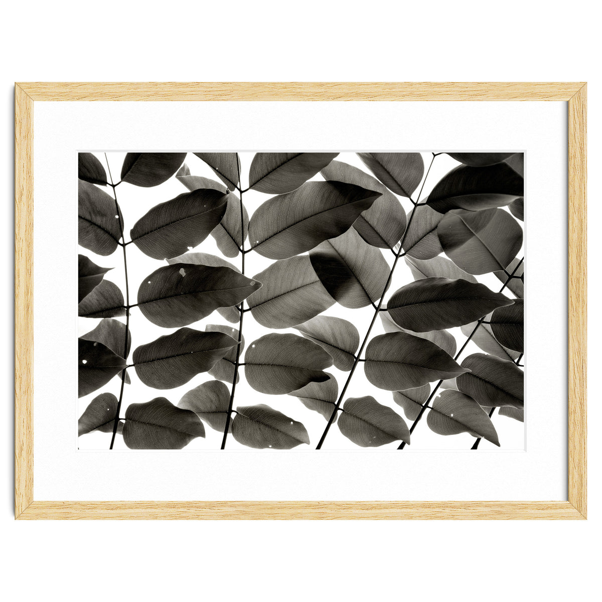 Branches and Leaves I