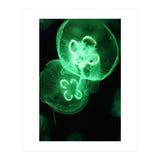 Jellyfish (Print Only) thumbnail