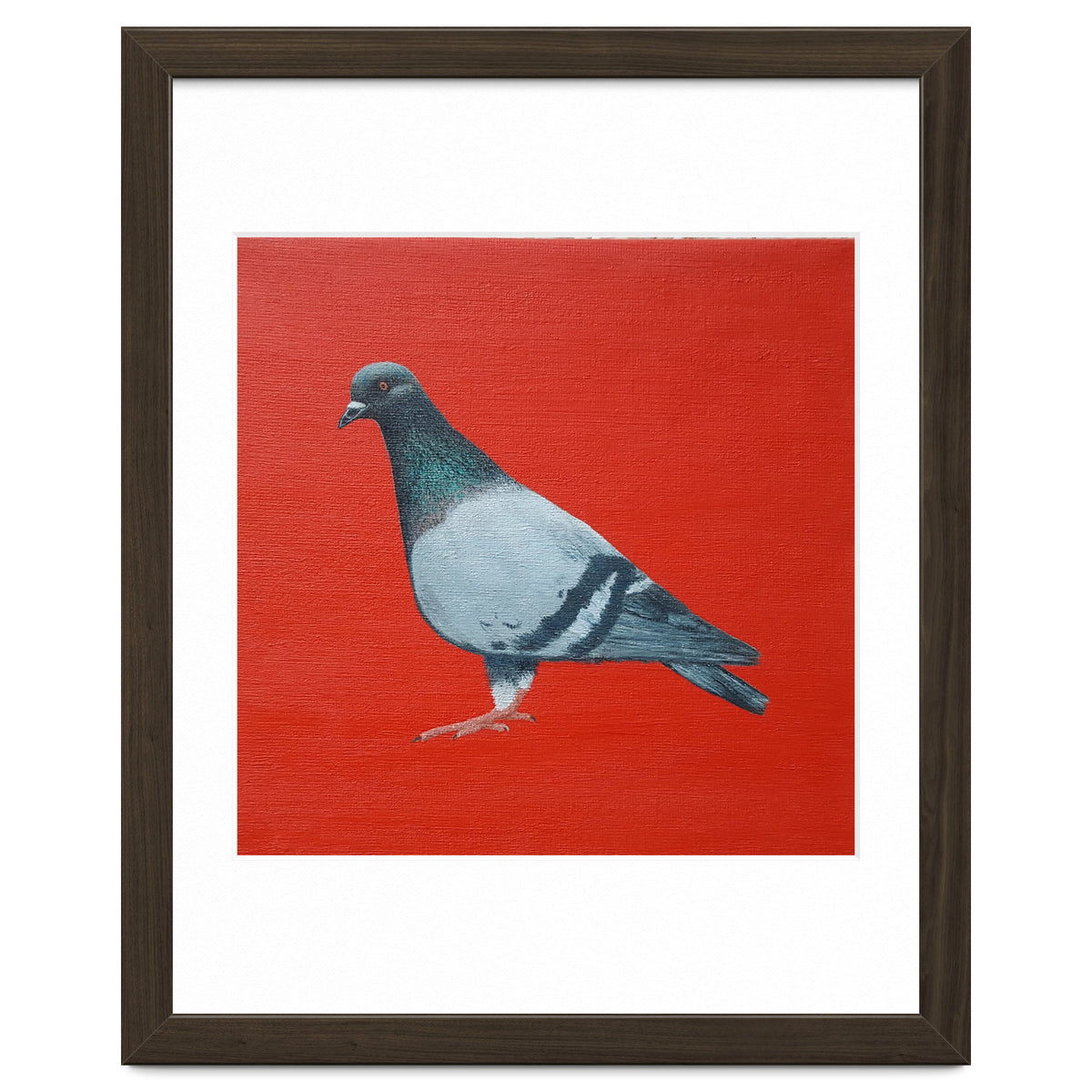 Pigeon