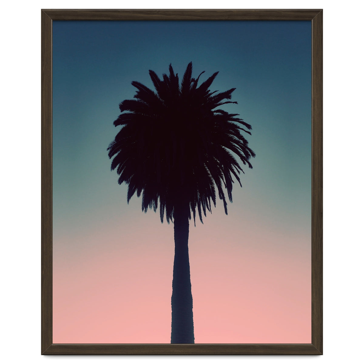 Sundown Palm