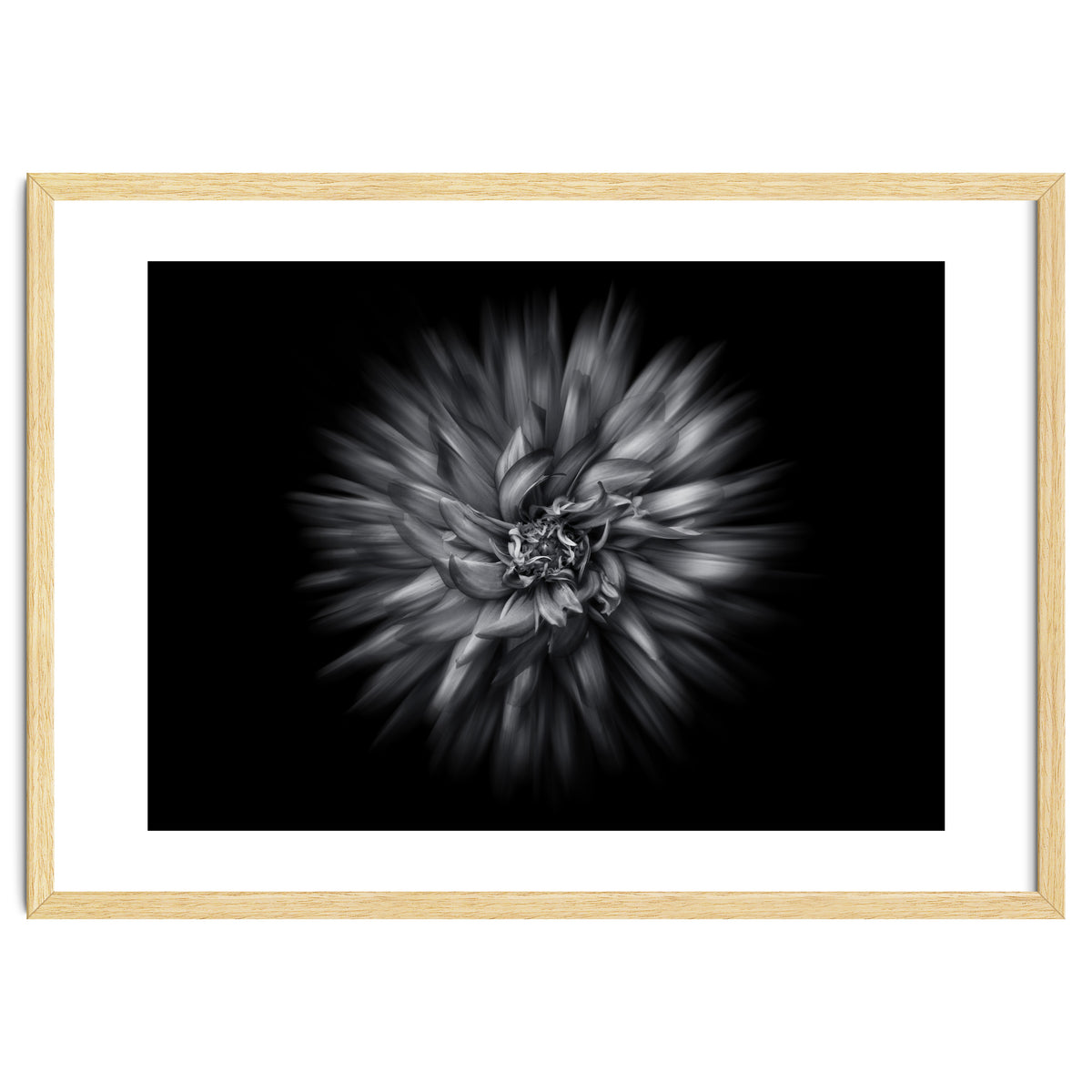 Backyard Flowers In Black And White 20 Flow Version