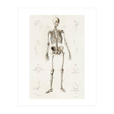 Human skeleton illustrated (Print Only) thumbnail