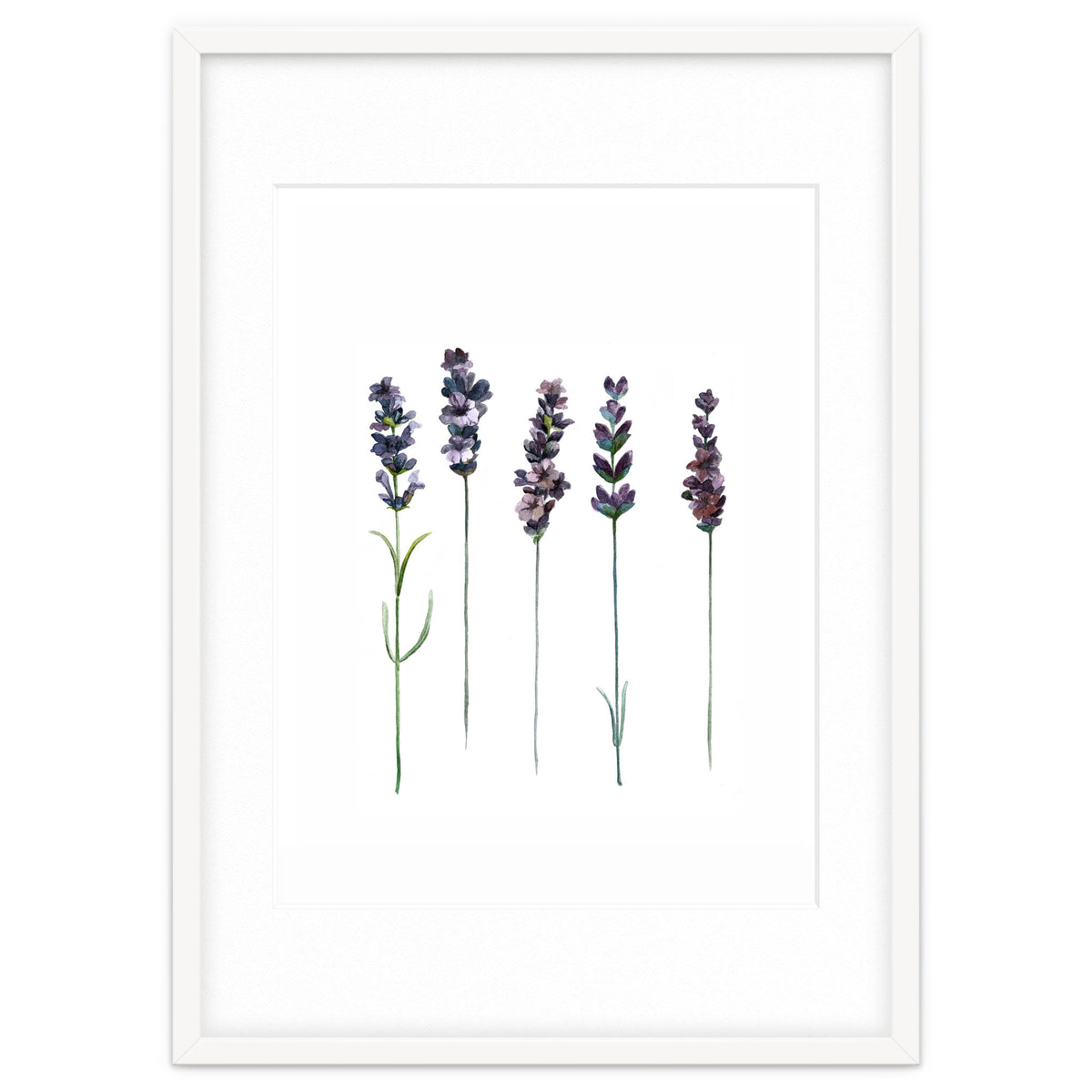 Botanical Illustration Lavender