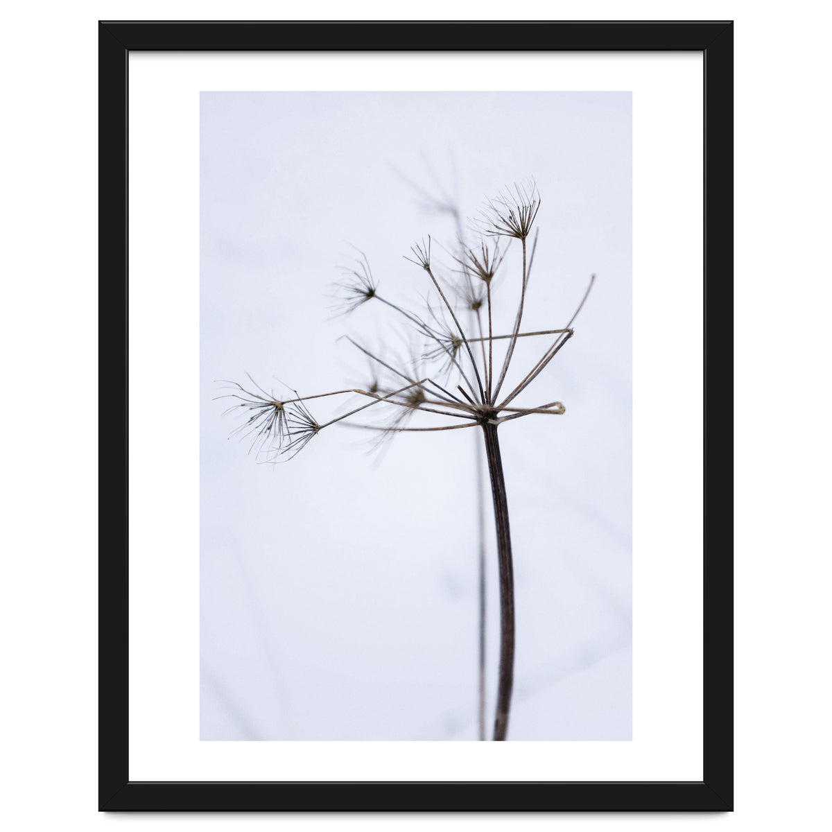 Wildflower in Winter